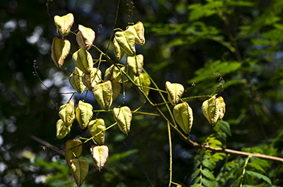 Infrutescence de Koelreuteria 