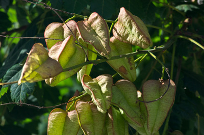 détail du fruit de Koelreuteria 