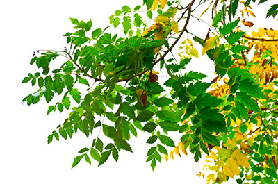 Feuilles de Koelreuteria sp. 