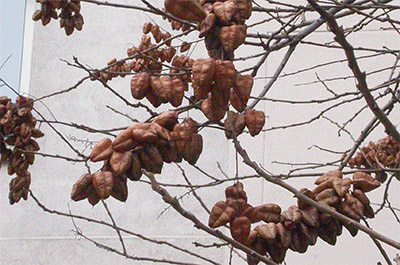 fruit de Koelreuteria en automne.