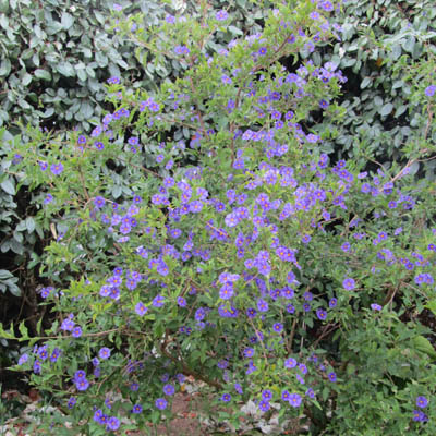 Buisson de Solanum