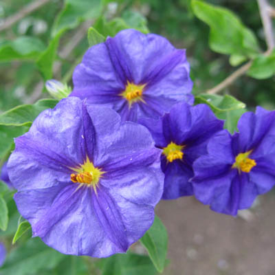Fleurs de Solanum