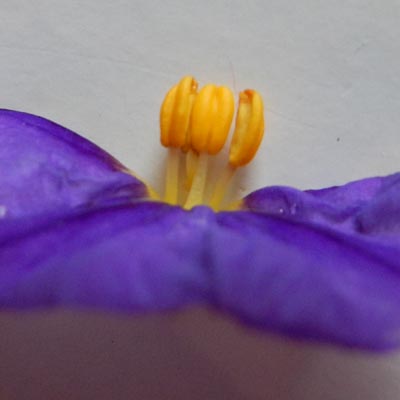Détail d'une fleur de Solanum vue de profil