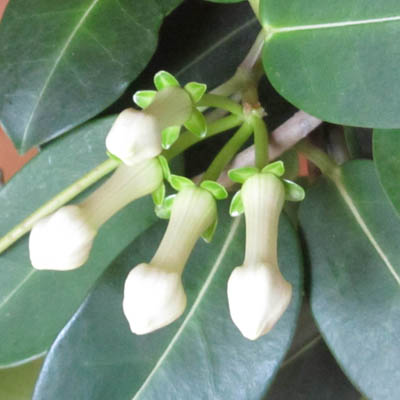 boutons de fleurs de Stephanotis