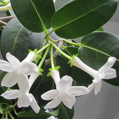 Fleurs épanouies de Stephanotis
