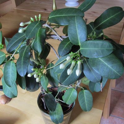 Stephanotis en fleur