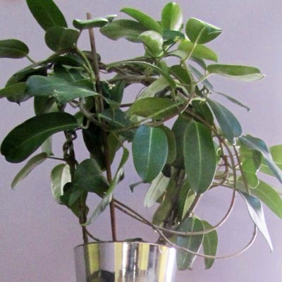 pot de Stephanotis