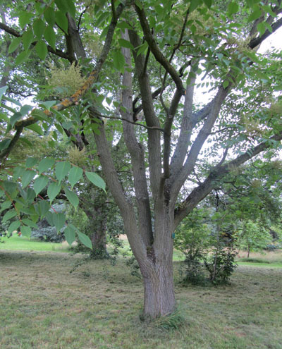 arbuste de Sumac à laque
