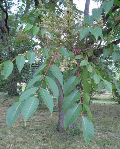 Feuilles de Sumac à laque
