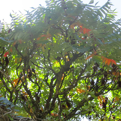 Sumac de Virginie