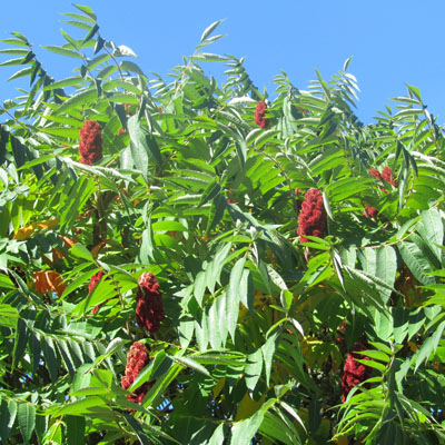 Feuillage du Sumac de Virginie