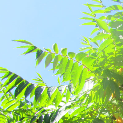Feuilles du Sumac de Virginie