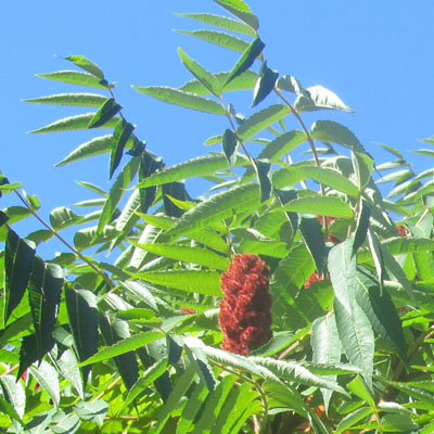 Fruits du Sumac de Virginie