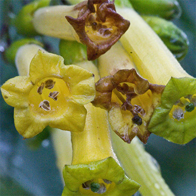 Détail de la corolle de Nicotiana glauca