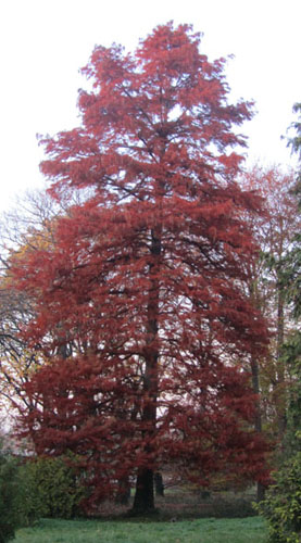 Cyprs chauve (Taxodium distichum) en automne; le feuillage de l'arbre est rouge vif
