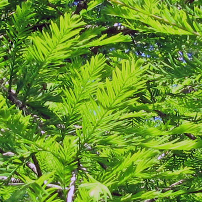feuillage dlicat du Taxodium