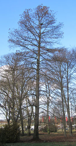 Cyprs chauve (Taxodium distichum) en hiver; l'arbre a perdu ses feuilles