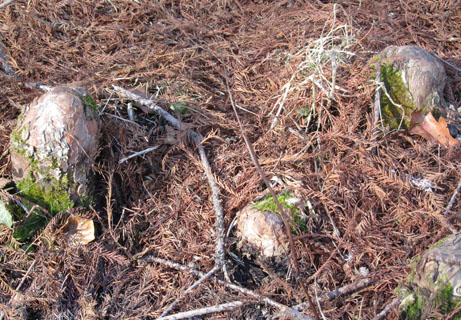 Petits pneumatophores sortant de la litire prs d'un Taxodium (Cyprs chauve)