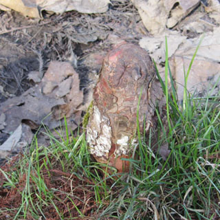 Pneumatophore sortant de la litire prs d'un Taxodium (Cyprs chauve)