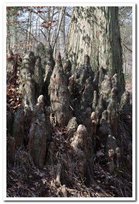 Pneumatophores au pied d'un tronc de Taxodium (Cyprs chauve)