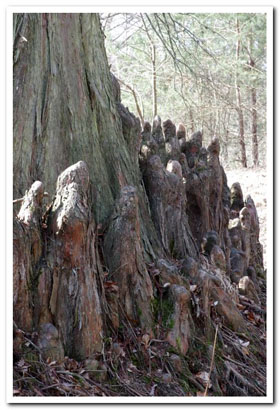 Pneumatophores au pied d'un tronc de Taxodium (Cyprs chauve)