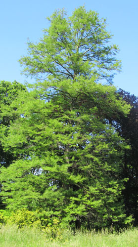 Cyprs chauve (Taxodium distichum) au printemps; le feuillage de l'arbre est vert