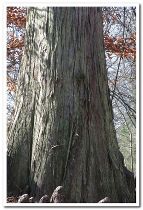 base d'un tronc de Taxodium (Cyprs chauve)