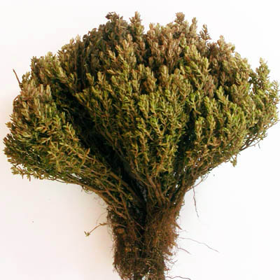 Pied de thym en forme de coussinet