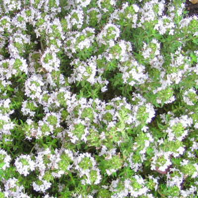 pied fleuri de thym en détail