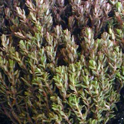 Feuillage très serré du thym