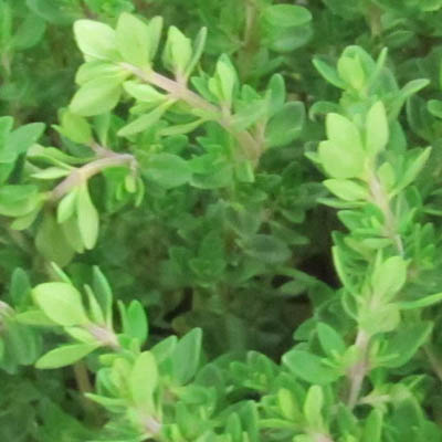 Feuilles fraiches de thym