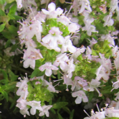 Fleurs de thym