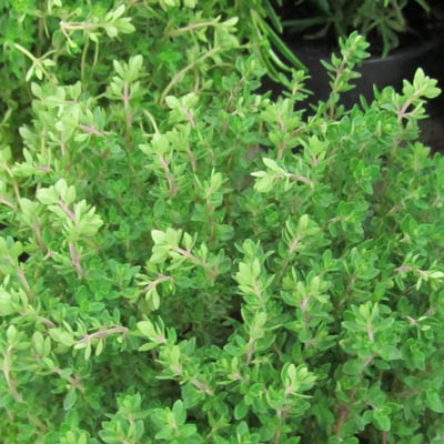 pied frais de thym