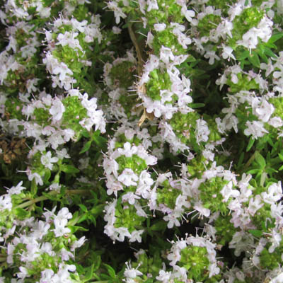 Inflorescences de thym