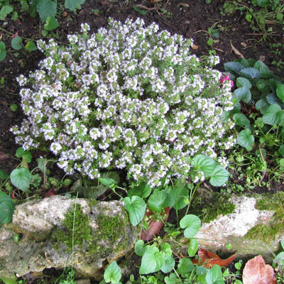 pied fleuri de thym