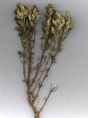 Rameau de thym