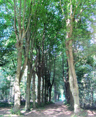 avenue des tilleuls en été