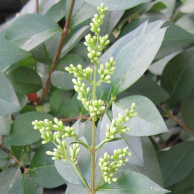 Inflorescence en boutons de Trone 