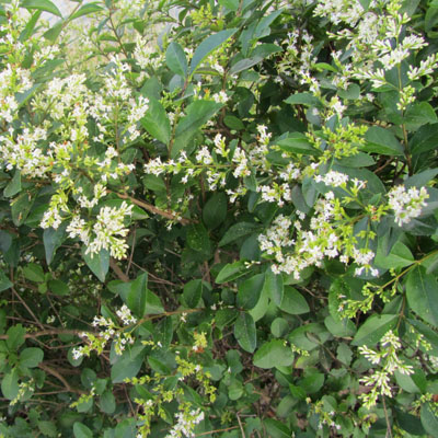 Feuillage d'un trone fleuri dans une clture de jardin 