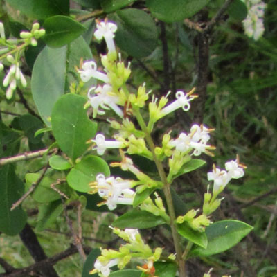 Inflorescence en fleurs panouies de Trone 
