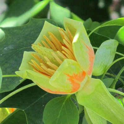Fleur de Tulipier (Liriodendron) épanouie, montrant les étamines et l'ovaire