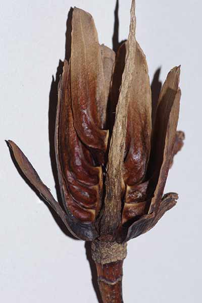 Fruit de Tulipier lgrement ouvert montrant l'empilement des aknes