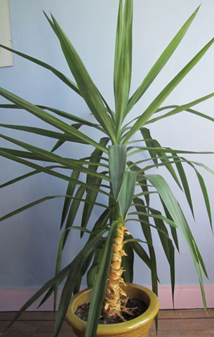 Le Yucca, une plante d'appartement