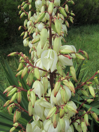 Fleurs de Yucca