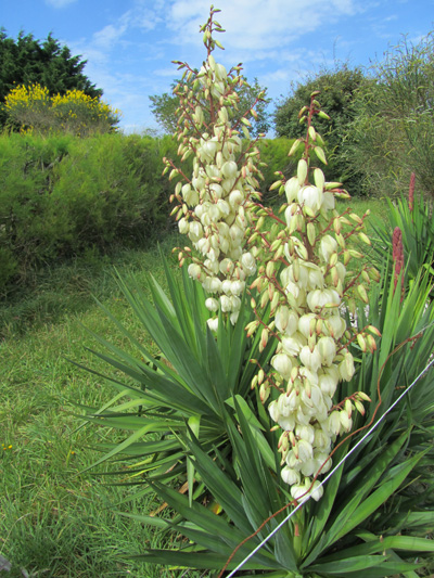 inflorescence de Yucca