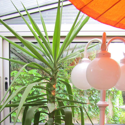 Le Yucca, plante d'appartement