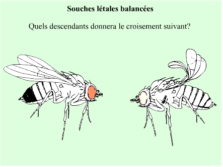 Balanceurs