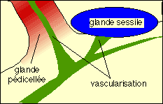 glande digestive sessile, sch&eacute;ma