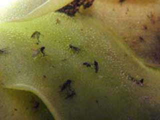 feuille de Pinguicula moranensis