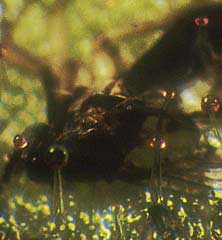 Glande p&eacute;dicell&eacute;e &agrave; mucilage